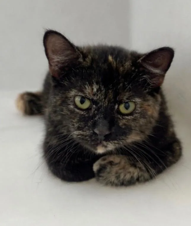 An adult medium-sized female Domestic Short Hair cat named Wild Child for adoption in Columbia, TN