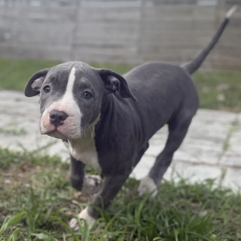 Raspberry thumbnail 2