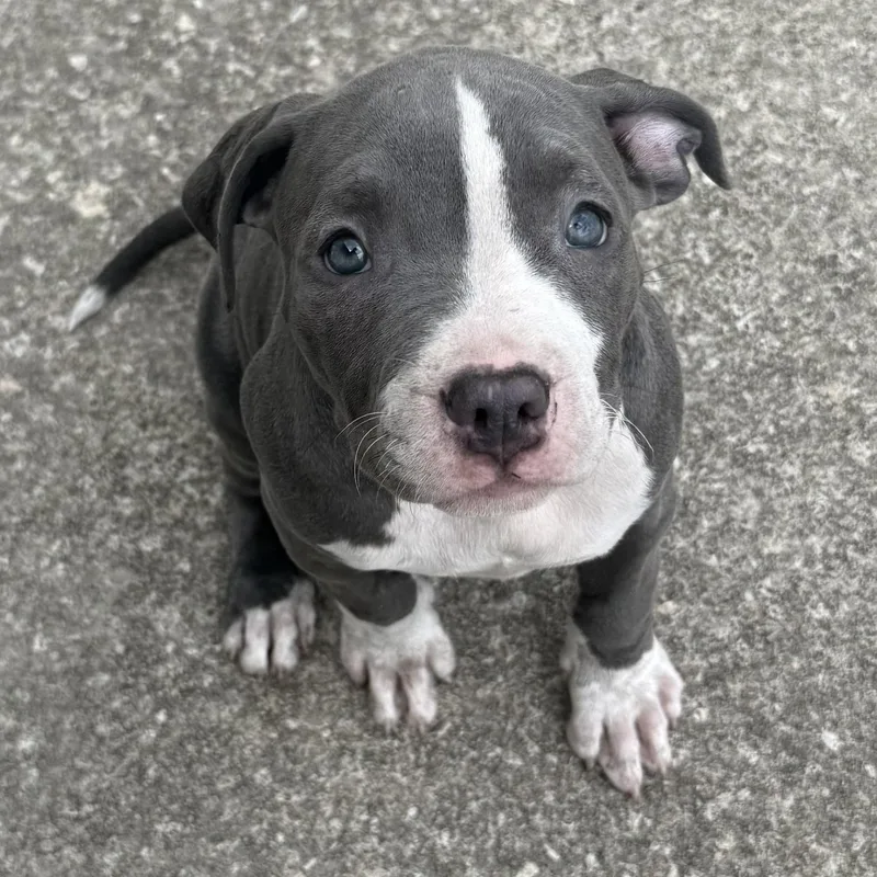 Raspberry thumbnail 3