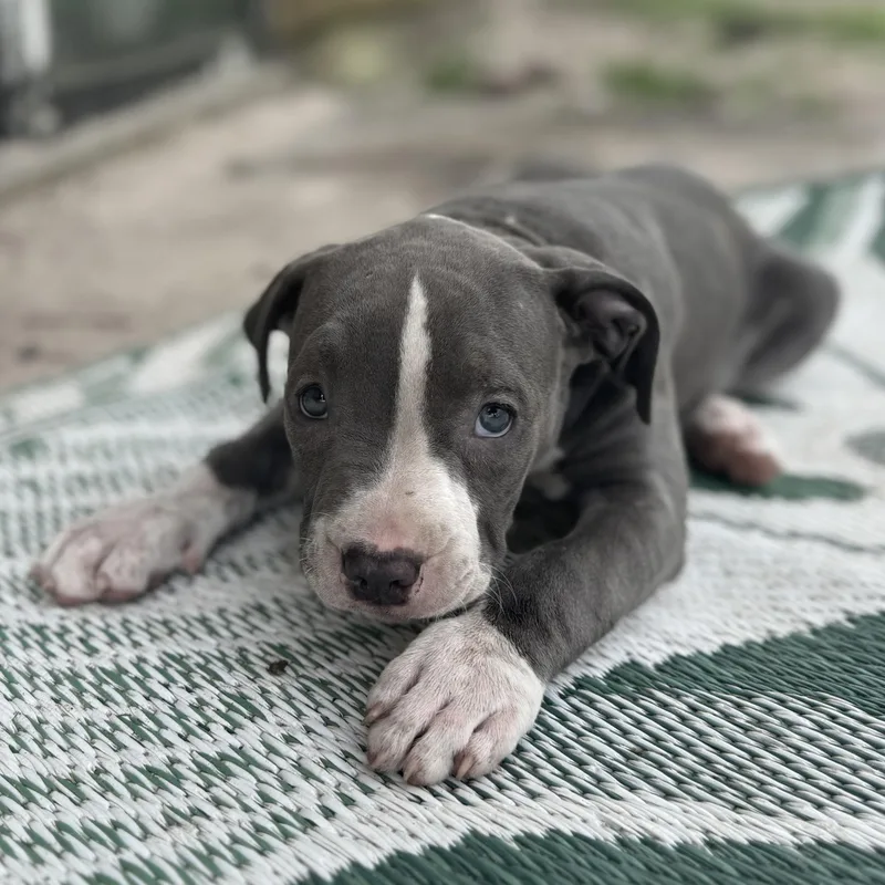 Raspberry thumbnail 4