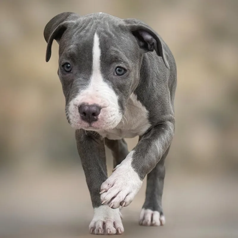 Raspberry thumbnail 5