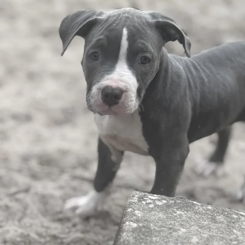 Raspberry thumbnail 6