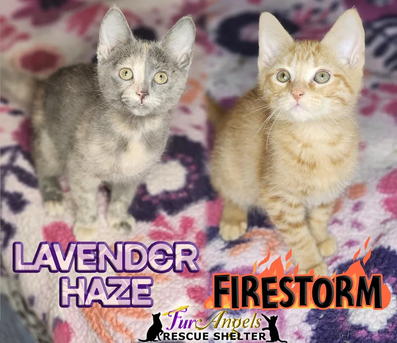 A baby medium-sized female Dilute Tortoiseshell Domestic Short Hair cat named Lavenderhaze & Firestorm for adoption in Toledo, OH