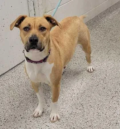 An adult large-sized female Yellow / Tan / Blond / Fawn Mixed Breed dog named Honeydew for adoption in Kansas City, MO