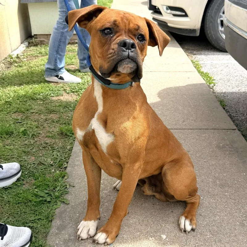 A young medium-sized male Red / Chestnut / Orange Boxer dog named Wade for adoption in Warrensburg, MO
