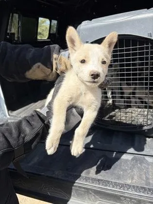 A baby small-sized male Husky dog named Nome for adoption in Fresno, CA