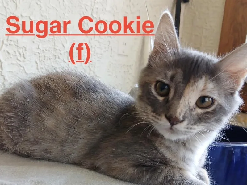 A baby small-sized female Tortoiseshell cat named Sugar Cookie for adoption in Brookhaven, MS