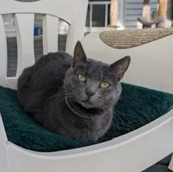 An adult medium-sized female Gray / Blue / Silver Domestic Short Hair cat named Gracie for adoption in KENTON, DE