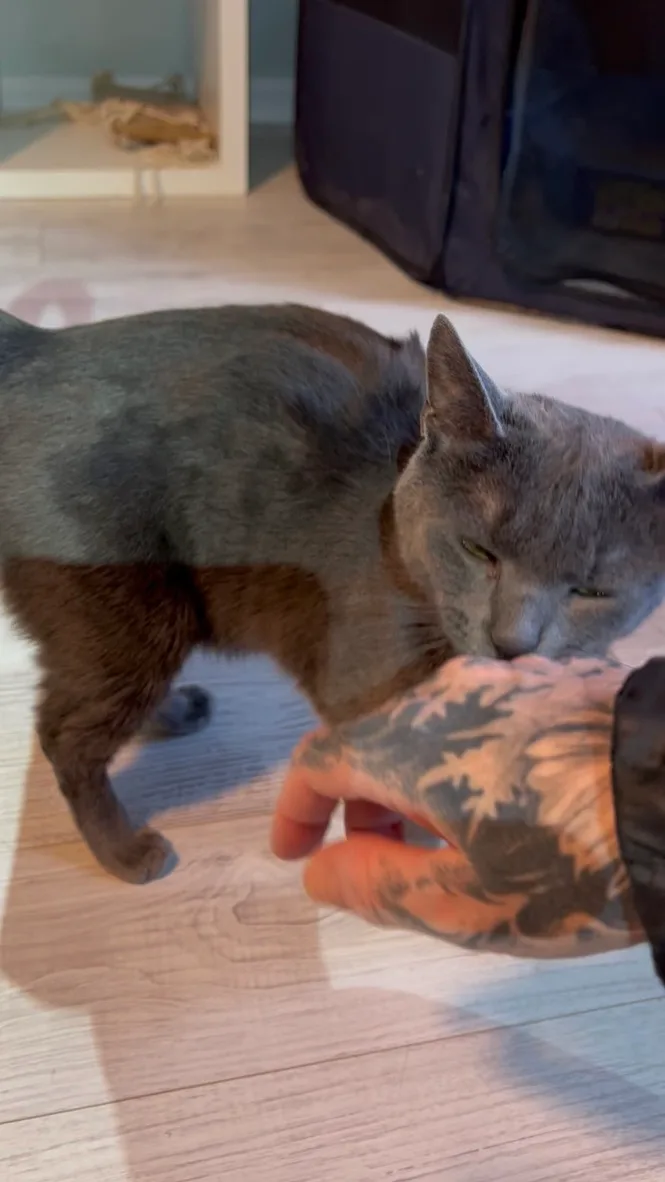 Gracie thumbnail 4
