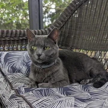 Gracie thumbnail 6