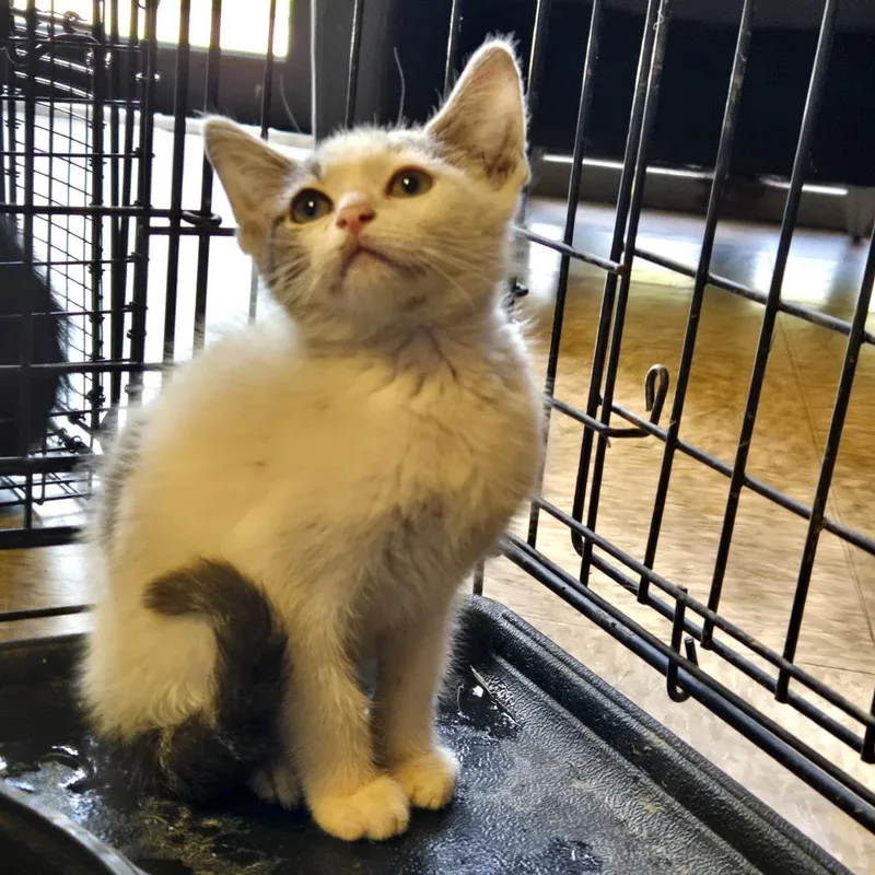 A baby small-sized male White Domestic Short Hair cat named Riley for adoption in Birmingham, AL