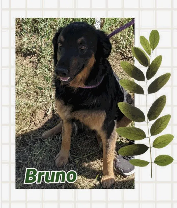 Bruno