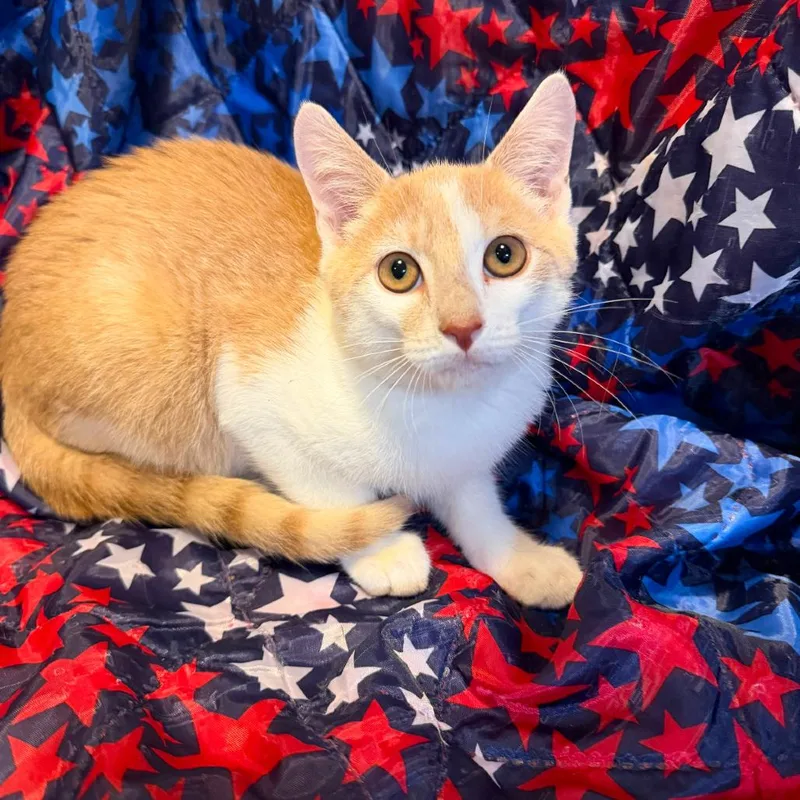 A baby small-sized male Buff / Tan / Fawn Domestic Short Hair cat named Darwin for adoption in Fredericksburg, VA