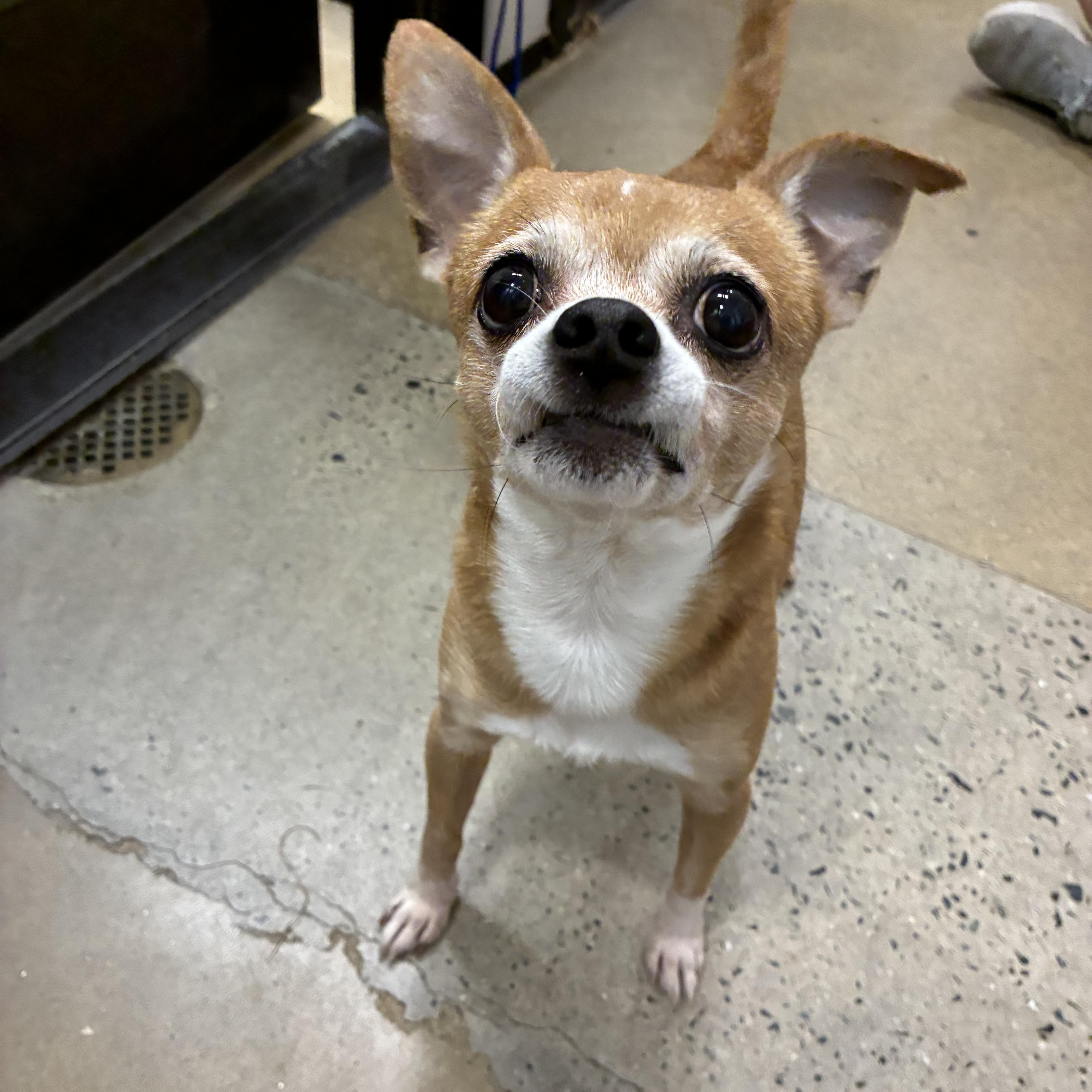 A senior small-sized male Yellow / Tan / Blond / Fawn Chihuahua dog named Jimmy for adoption in Edgewood, MD
