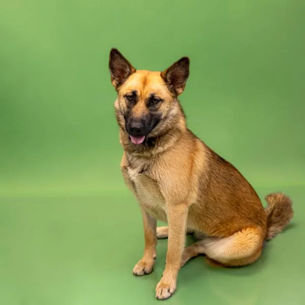 A young large-sized female Shepherd dog named Pen  Peaches for adoption in Lawrenceville, GA
