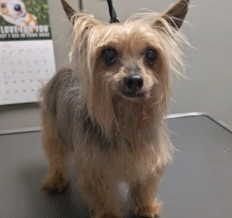 A senior small-sized female Bicolor Yorkshire Terrier dog named Pippa for adoption in Henderson, NV