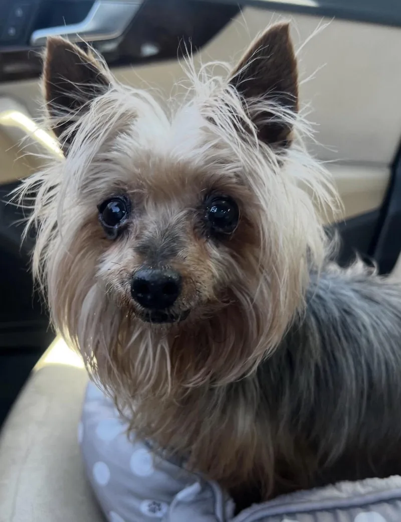 Pippa thumbnail 2