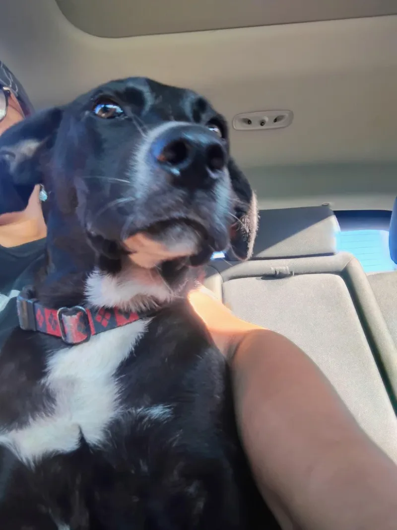 The Count thumbnail 3