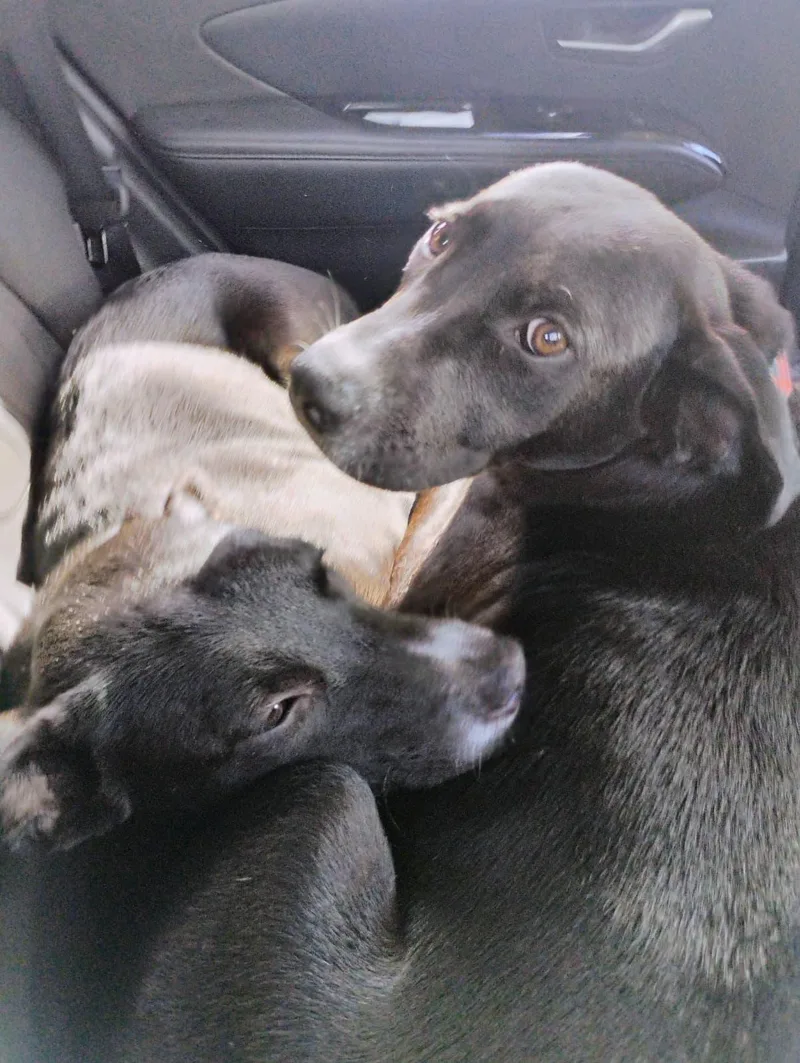 The Count thumbnail 4