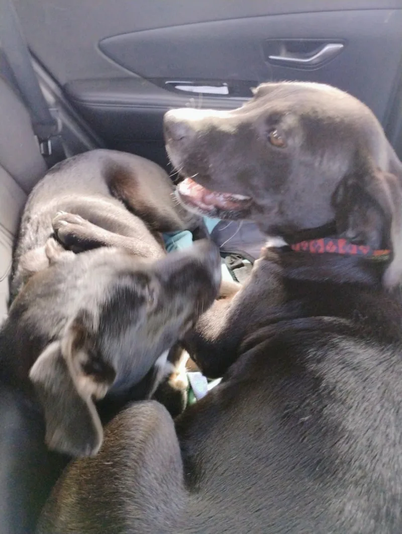 The Count thumbnail 5