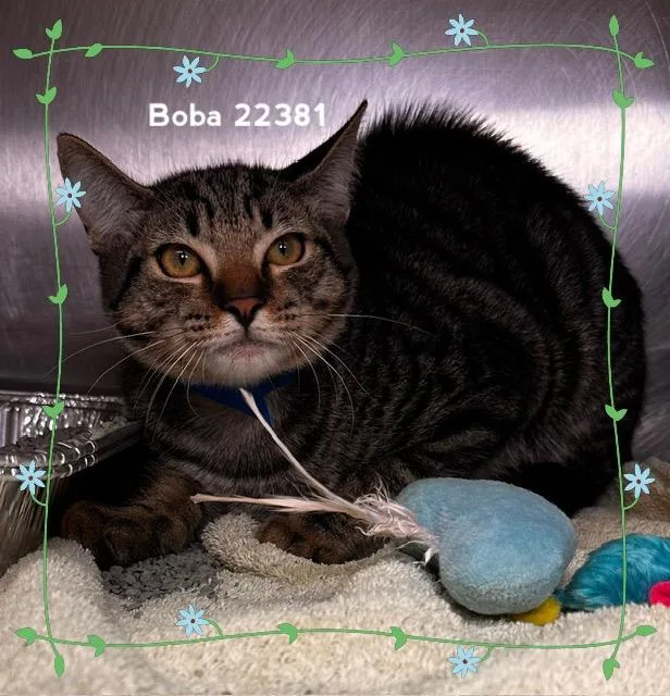 A baby medium-sized male Tabby (Gray / Blue / Silver) Domestic Short Hair cat named Boba for adoption in Marietta, GA