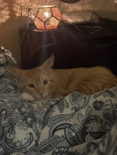 A young medium-sized male Orange & White Domestic Short Hair cat named Homer for adoption in Herculaneum, MO