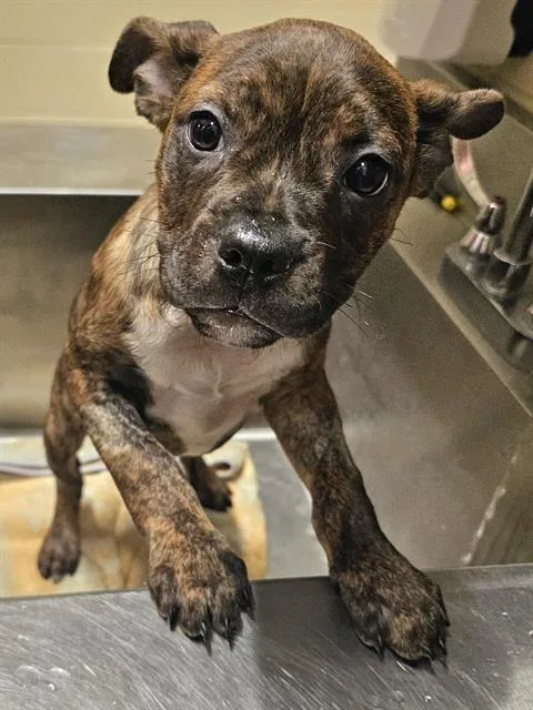 A baby medium-sized female Boxer dog named Bumblebee for adoption in Clyde, NC