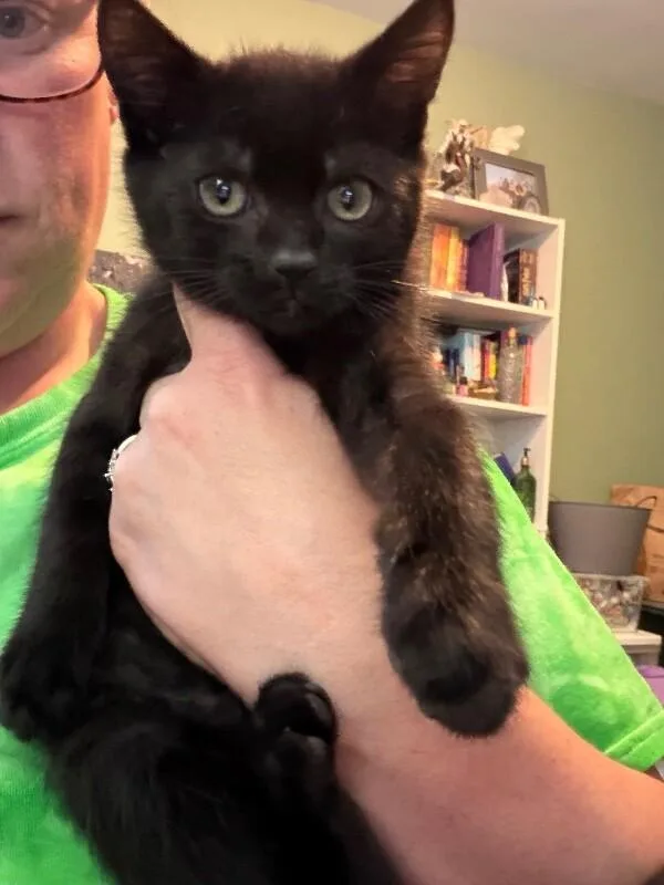 A young medium-sized male Black Domestic Medium Hair cat named Spinner for adoption in Grand Rapids, MI