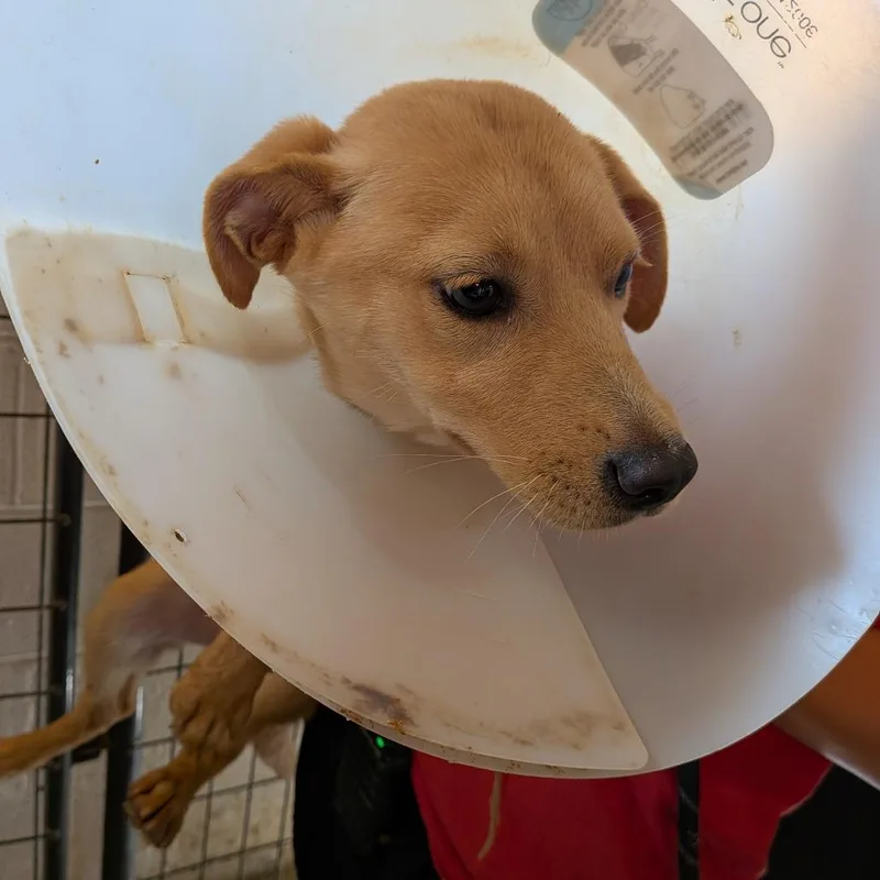 A baby medium-sized female Yellow / Tan / Blond / Fawn Mixed Breed dog named Taylor for adoption in Leander, TX