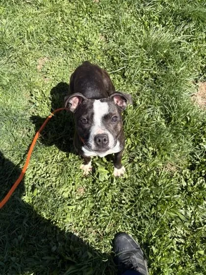 A young small-sized female American Staffordshire Terrier dog named Churro for adoption in Quakertown, PA