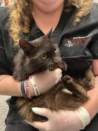 An adult small-sized female Domestic Medium Hair cat named Sylvia for adoption in West Chester, PA