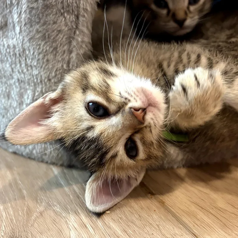 A baby small-sized male Brown / Chocolate Domestic Short Hair cat named Leo for adoption in Long Beach, CA