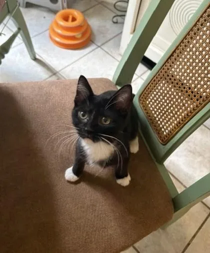 A young medium-sized female Tuxedo cat named Livia for adoption in Columbia, SC