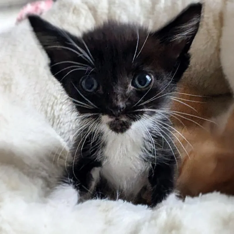 A baby small-sized female Black Domestic Short Hair cat named Pomegranate for adoption in Wadena, MN