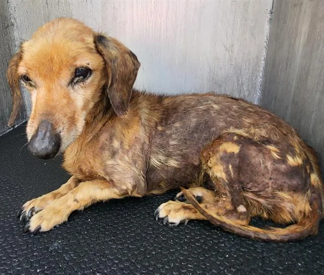 A senior small-sized male Dachshund dog named Edward for adoption in San Antonio, TX