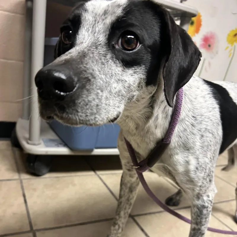 An adult medium-sized male Black Pointer dog named Blue for adoption in Newport, NC