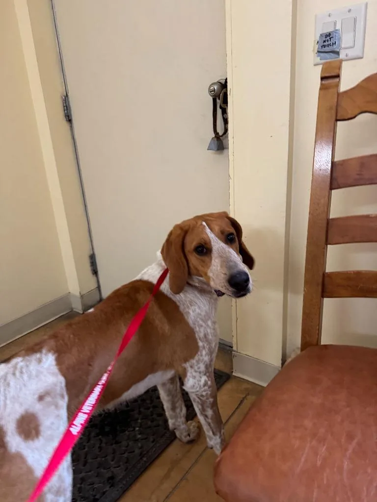 A young large-sized male Hound dog named Rudolph for adoption in Thayne, WY