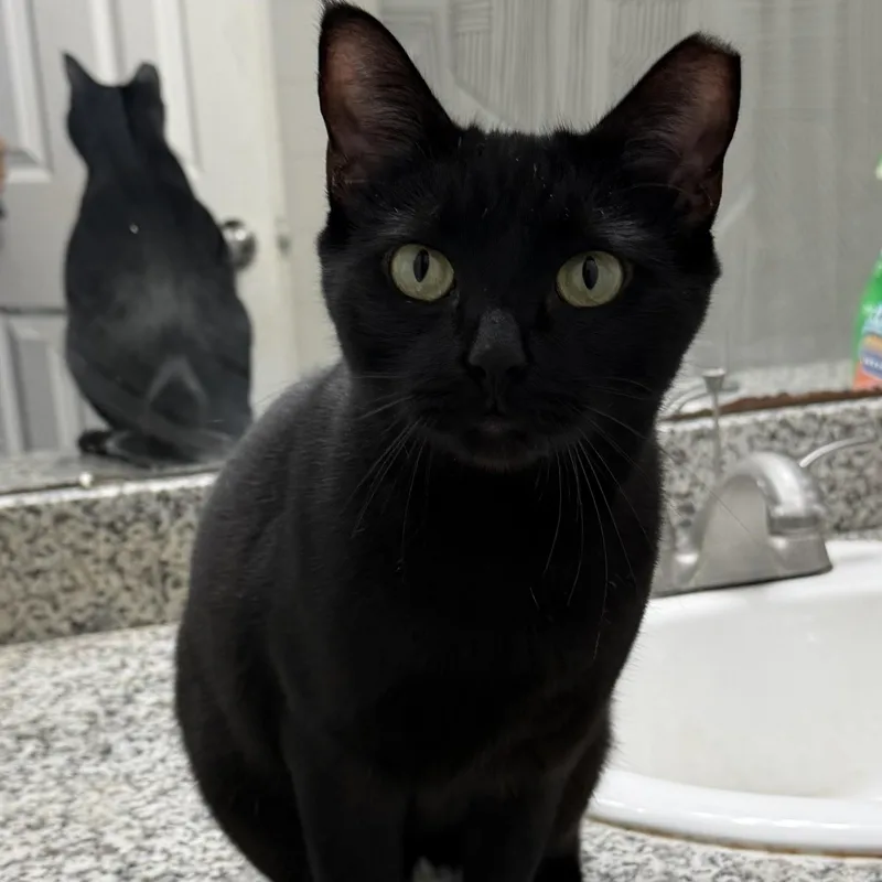 An adult medium-sized female Black Domestic Short Hair cat named Phoenix II for adoption in Houston, TX