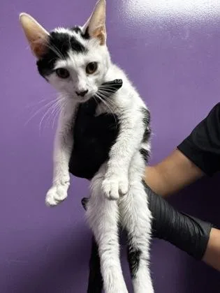 A baby small-sized female Black Domestic Short Hair cat named 61437101 for adoption in El Paso, TX