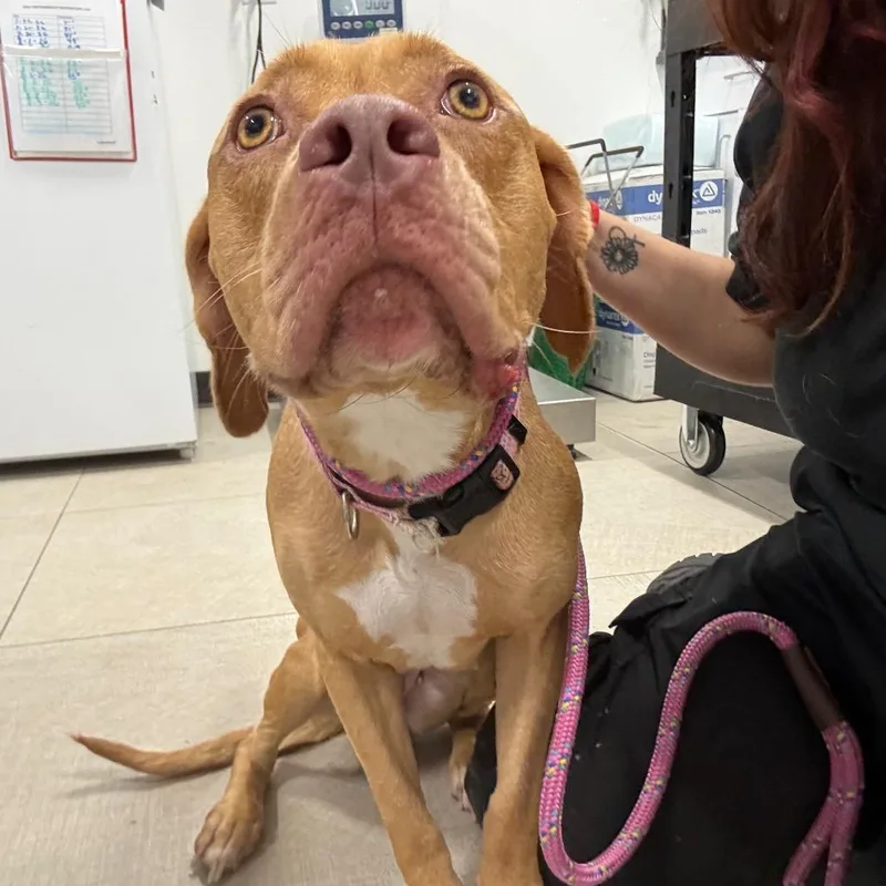 An adult medium-sized female Apricot / Beige Pit Bull Terrier dog named Cinnaminson for adoption in Newark, NJ
