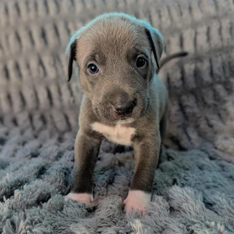 Birdie Pup  Jay