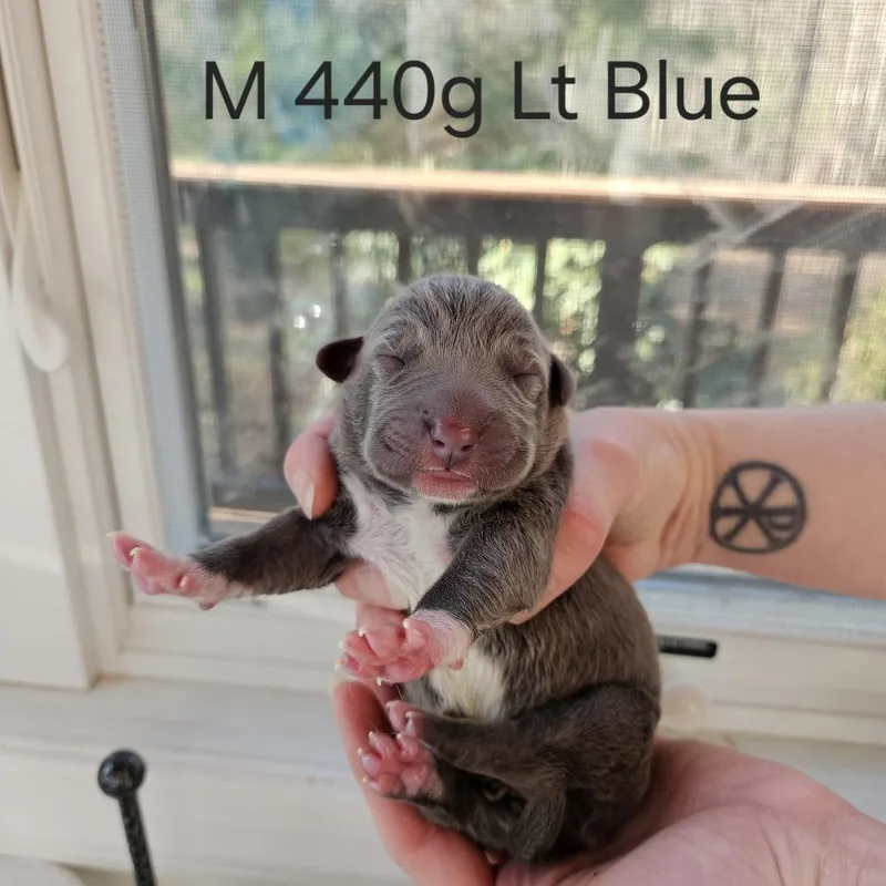 Birdie Pup  Jay thumbnail 2