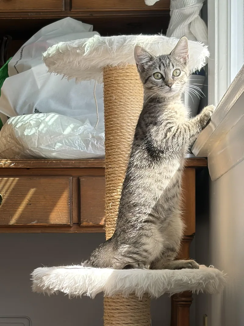 A baby small-sized female American Shorthair cat named Aloo for adoption in Highland Park, NJ