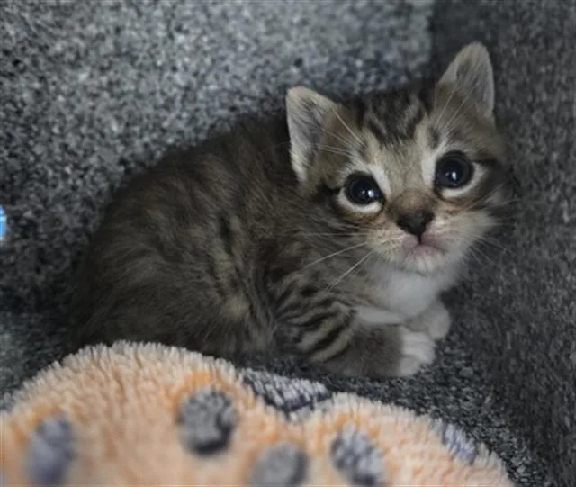 A baby medium-sized male Domestic Short Hair cat named Bok Choy for adoption in Dallas, TX