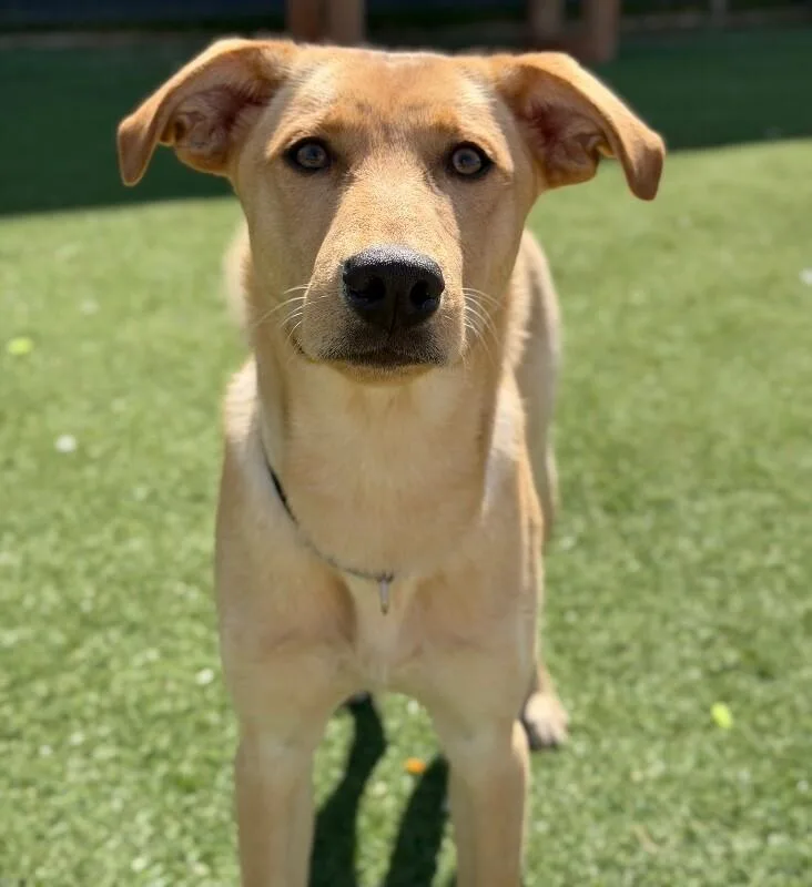 A young medium-sized male Golden Mixed Breed dog named Boomhauer for adoption in Fruit Heights, UT