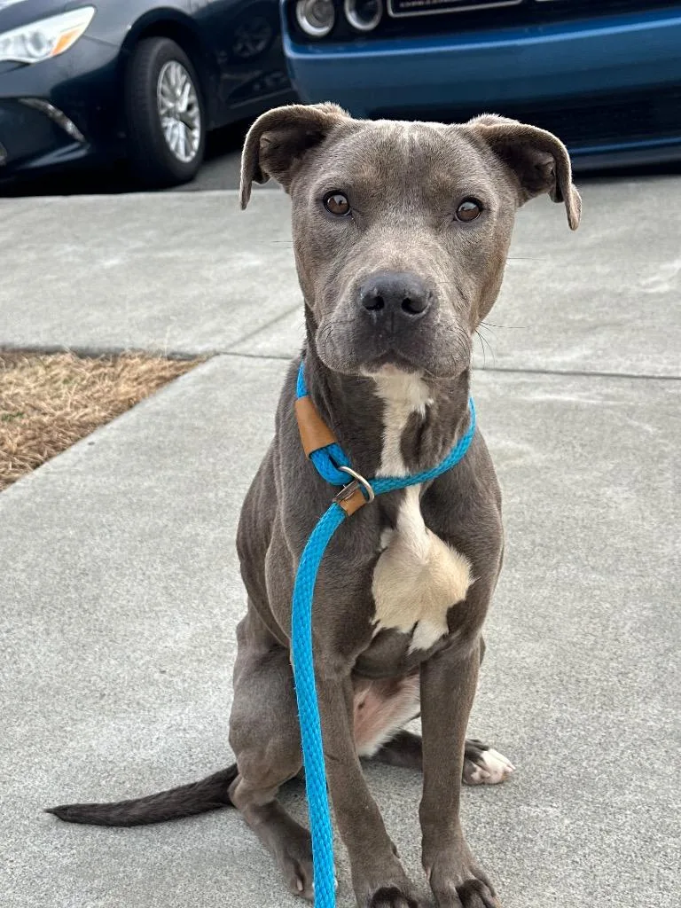 A young large-sized female Pit Bull Terrier dog named Ziggy for adoption in Oxford, NC