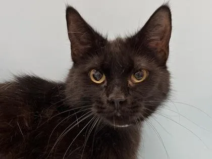An adult small-sized female Domestic Short Hair cat named Bunny for adoption in Golden Valley, MN