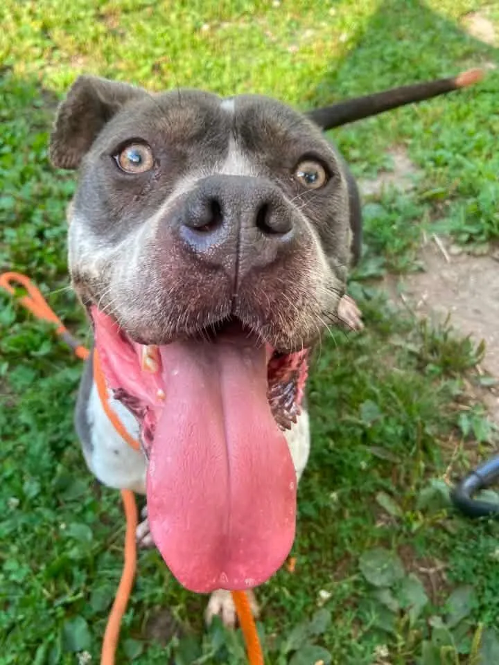 An adult medium-sized female Brown / Chocolate Pit Bull Terrier dog named Bayalage for adoption in Chicago, IL
