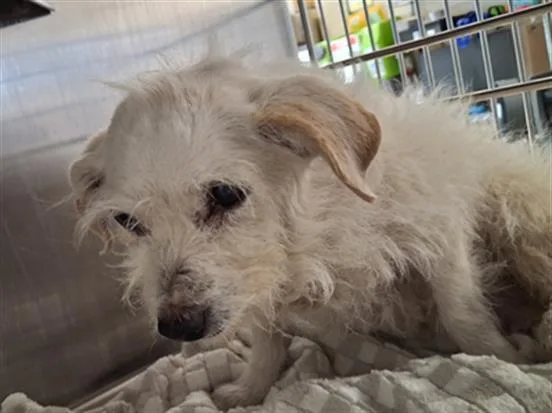 A senior small-sized female Maltese dog named Pearl for adoption in Chula Vista, CA