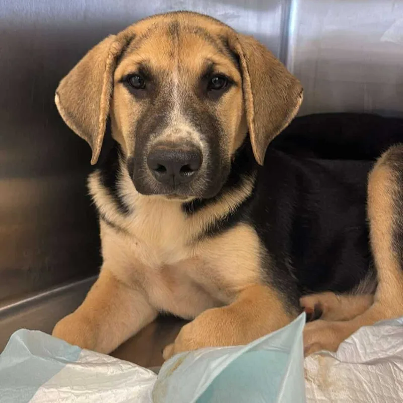 A young medium-sized female Mixed Breed dog named Maki for adoption in Bastrop, TX